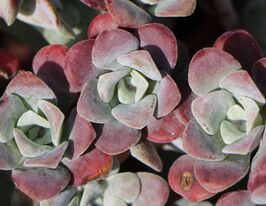 Очиток (седум)  Пурпуреум (Sedum Purpureum) розсадакупити