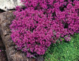 Чебрець повзучий Ред Карпет (Thymus Red Carpet) розсадакупити