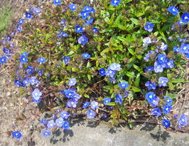 Вероніка тіньова Джорджіа Блу (Veronica umbrosa Georgia Blue) розсадакупити