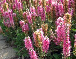 Вероніка колосиста Хайдекінд (Veronica spicata Heidekind) розсадакупити