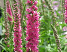 Вероніка колосиста Ротфукс (Veronica spicata Rotfuchs) розсадакупити