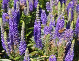Вероніка колосиста Ульстер Дварф Блю (Veronica spicata Ulster Dwarf Blue) розсадакупити