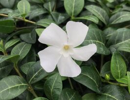 Барвінок малий Альба (Vinca minor Alba) розсадакупити
