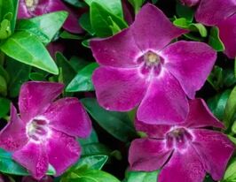 Барвінок малий Атропурпуреа (Vinca minor Atropurpurea) розсадакупити