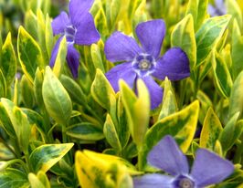 Барвінок малий Ауреоварієгата (Vinca minor Aureovariegata) розсадакупити