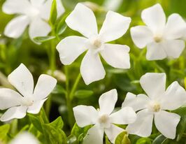 Барвінок малий Гертруда Джекіл (Vinca minor Gertrude Jekyll) розсадакупити