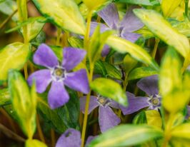 Барвінок малий  Іллюмінейшн (Vinca minon Illumination) розсадакупити