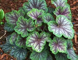 Гейхера Грін Спайс (Green Spice)купити