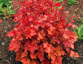 Гейхера Піч Крісп (Peach Crisp)купити