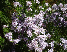 Хебе кипарисовидна (Hebe cupressoides)купити
