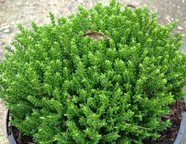 Хебе Грін Глоб (Green Globe)купити