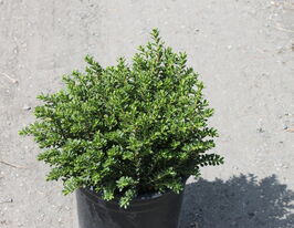 Хебе духм'янакупити