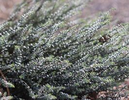 Хебе Сільвер Беадс (Silver Beads)купити