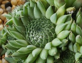 Горноколосник колючий (Orostachys spinosa)купити