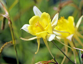 Аквілегія жовта принцеса (Aquilegia yellow princess)купити