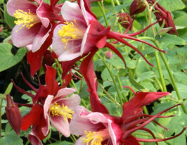 Аквілегія Сонгберд Кардинал (Songbird Cardinal)купити