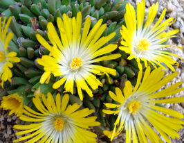 Делосперма Голд Наггет (Gold Nugget)купити