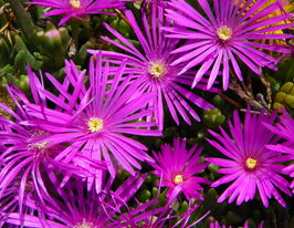 Делосперма Купера (Delosperma cooperi)купити