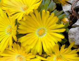 Делосперма Дешампса (Delosperma deschampsii)купити