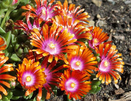 Делосперма Фаєр Спіннер (Fire Spinner)купити