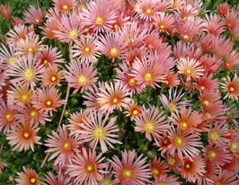 Делосперма Келаидис (Delosperma Kelaidis) купить