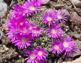 Делосперма Сфалментоидес (Delosperma Sphalmanthoides) купить
