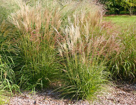 Міскантус китайський Фернер Остен (Miscanthus sinensis Ferner Osten) розсадакупити