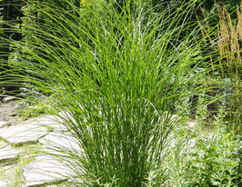 Міскантус китайський Грацілімус (Miscanthus sinensis Gracillimus) розсадакупити