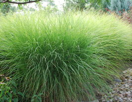 Мискантус китайский Грацилимус (Miscanthus sinensis Gracillimus) рассада купить