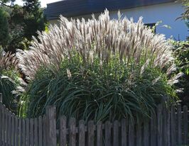 Міскантус китайський Гросс Фонтан  (Miscanthus sinensis Grosse Fontäne) розсадакупити