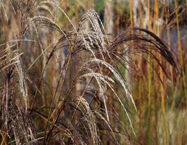 Міскантус китайський Клейн Сільберспайн (Miscanthus sinensis Kleine Silberspinne) розсадакупити