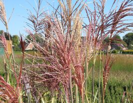 Мискантус китайский Малепартус (Miscanthus sinensis Malepartus) розсадакупити