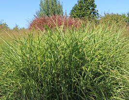 Міскантус китайський Пунктхен (Miscanthus sinensis Punktchen) розсадакупити