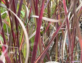 Мискантус китайский Перпл Фолл (Miscanthus sinensis Purple Fall) рассада купить