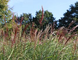 Мискантус китайский Ред Чиф (Miscanthus Red Chief) рассада купить