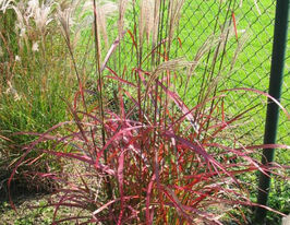 Міскантус Ротер Пфейл (Miscanthus  Roter Pfeil) розсадакупити