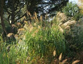 Міскантус китайський Сільберфедер(Miscanthus sinensis Silberfeder) розсадакупити