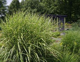 Міскантус китайський Стриктус (Miscanthus sinensis Strictus) розсадакупити