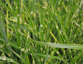 Міскантус китайський Зебрінус (Miscanthus sinensis Zebrinus) розсадакупити