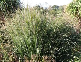 Просо (панікум) прутоподібне Норсвінд (Panicum virgatum Northwind) розсадакупити