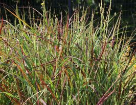 Просо прутоподібне Рехбраун (Panicum virgatum Rehbraun) розсадакупити