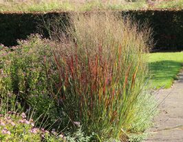 Просо (Panicum virgatum Hanse Herms) розсадакупити