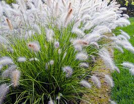 Пенісетум лисохвостий (Pennisetum alopecuroides) розсадакупити