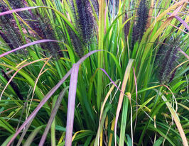 Пеннісетум лисохвостий Блек Бьюті (Black Beauty) розсадакупити