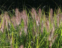 Пеннісетум лисохвостий Кассіан (Pennisetum alopecuroides Cassian) розсадакупити