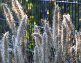 Пеннісетум лисохвостий Компрессум (Pennisetum alopecuroides Compressum) розсадакупити