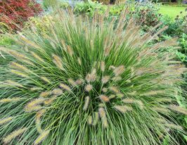 Пеннісетум лисохвостий Голдштрих (Pennisetum alopecuroides Goldstrich) розсадакупити