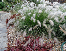 Пеннісетум лисохвостий Хамелн (Hameln) розсадакупити
