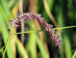 Пеннісетум лисохвостий Фейрі Тейлз (Pennisetum Fairy Tails) розсадакупити