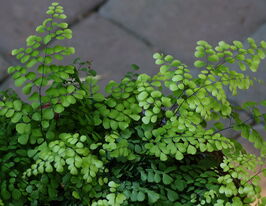 Адіантум чарівний (Adiantum venustum) розсадакупити